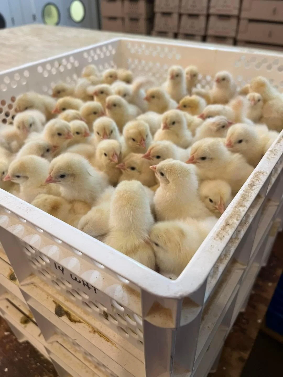 2000 Egg Incubator and Hatcher Combo - Fully Automatic Digital Model SH2000 Combo SuperHatch© - Image 3